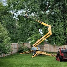 How Our Tree Care Process Works  in  Calabasas, CA